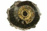 Cut & Polished Ammonite (Speetoniceras) Fossil With Druzy Pyrite #175077-7